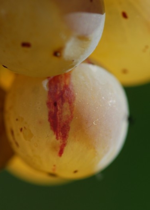 Farbmutation roter zu weissem Riesling ANT 1461